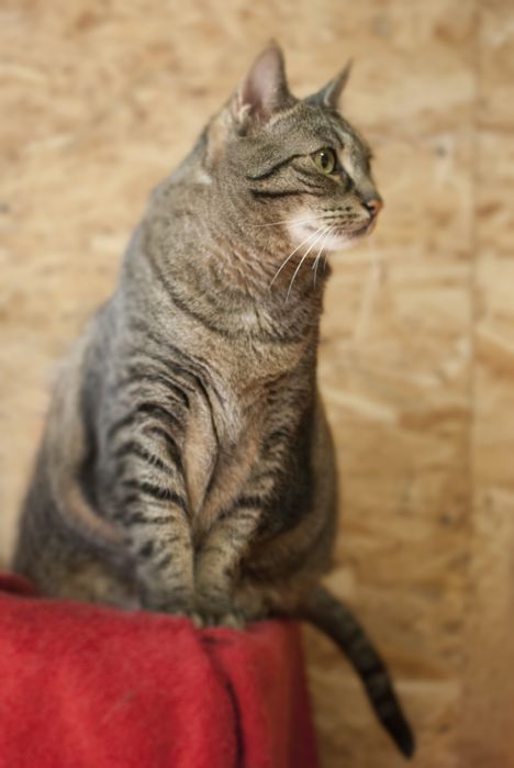 Lola - kotka szuka domu