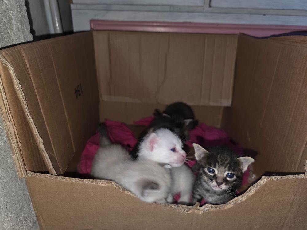 Pequeninos gatinhos