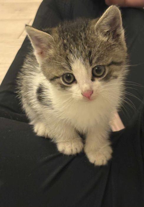 Kotek do adopcji