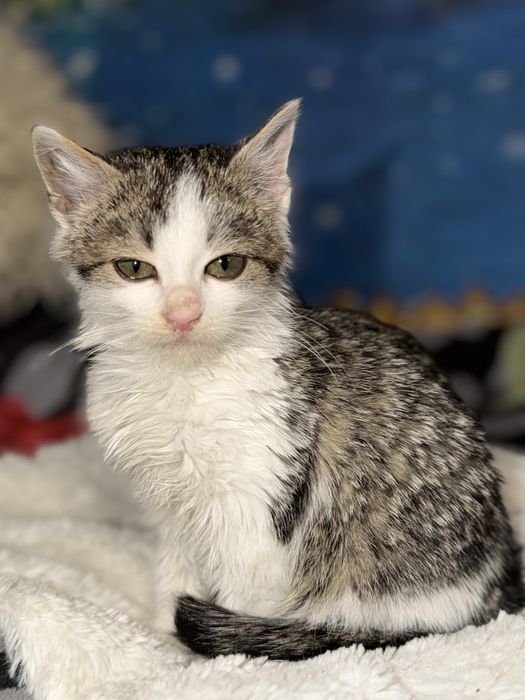 Кошеня в добрі руки