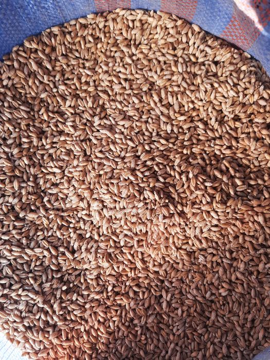 Pszenżyto ozime liborius, tadeus