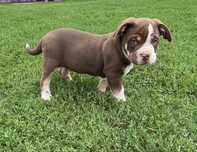 American Bully Pocket