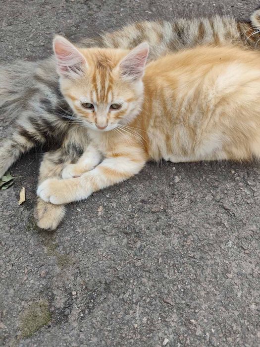 Віддам в хороші руки