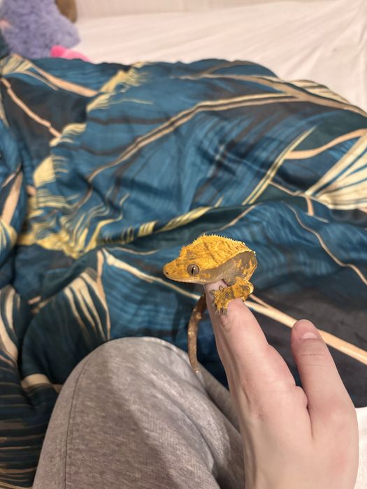 Gekon      Orzęsiony