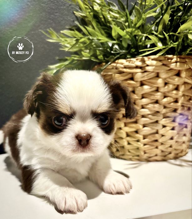 Chihuahua długowłosy z metryką ZKwP