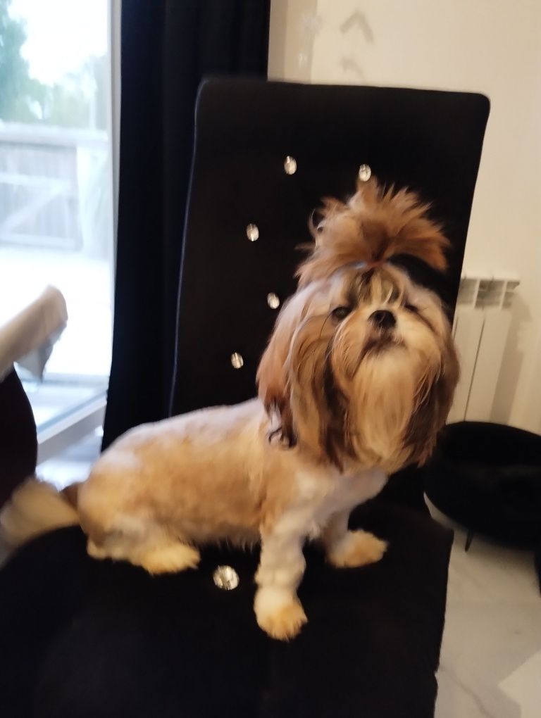 Shih tzu urzekający super piesek