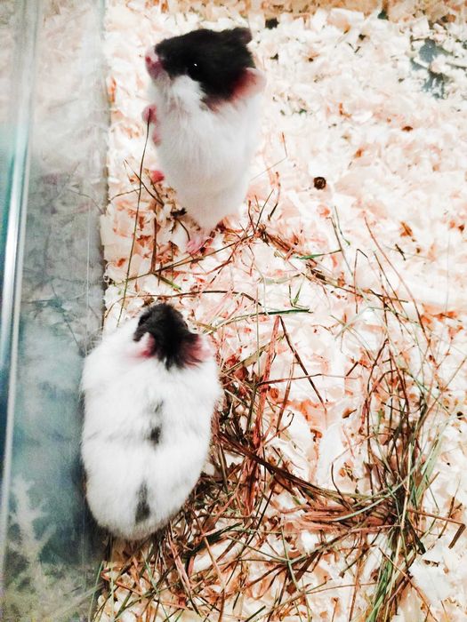 Chomik dżungarski campbell chomiczek