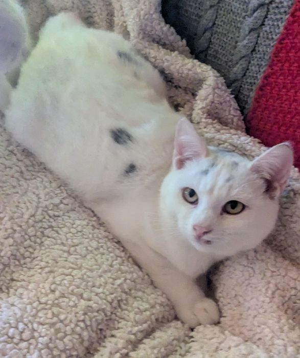 Котик 6 місяців у добрі руки.