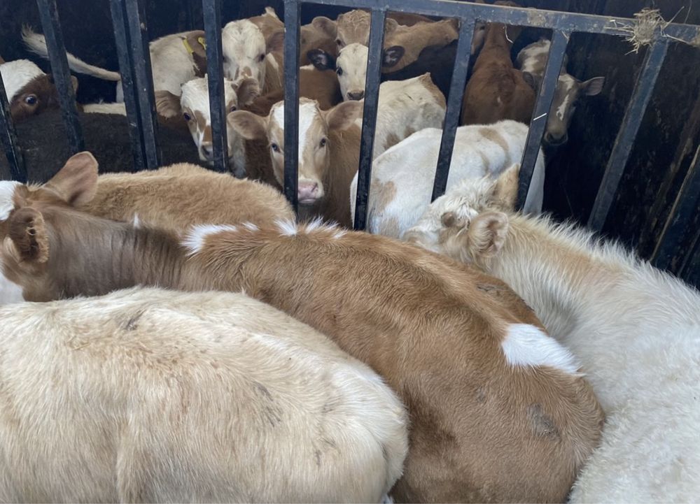 Продам бики по 2 місяця