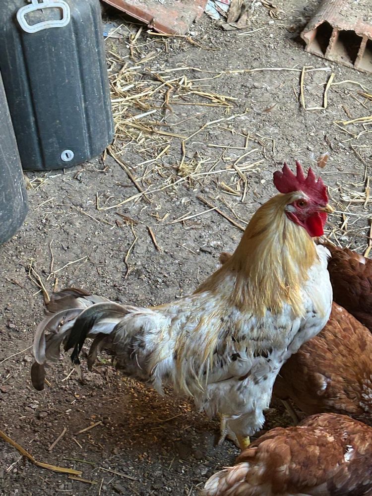 Patos galinhas e codorniz