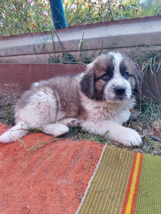 Вільні цуценята Московської сторожової