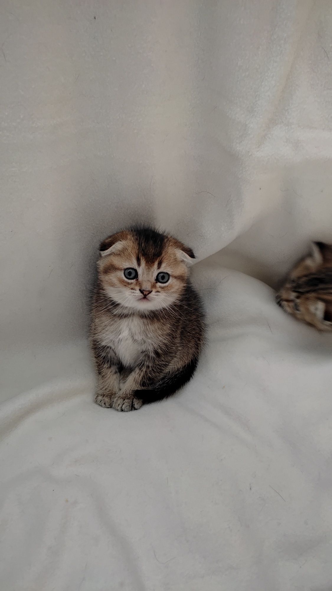 В'язка Шотландський прямовухий. Скотіш страйт.