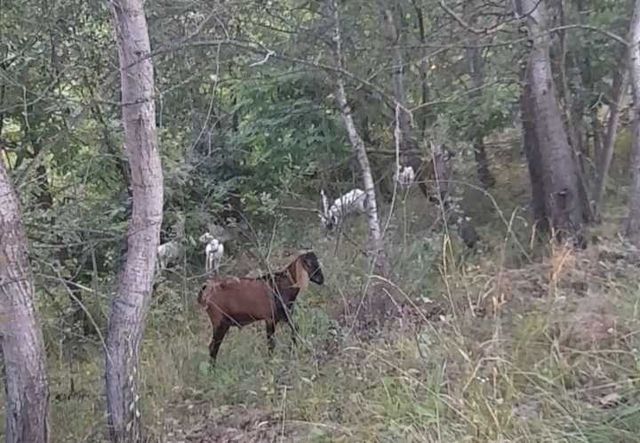 Цап для паровки кіз