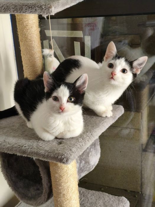 Spójrz w te oczy i podaruj dom. Wspaniałe koty czekają na Ciebie!