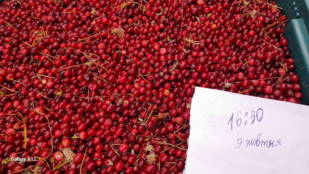 Клюква журавлина кг 300грн збір 2025рік
