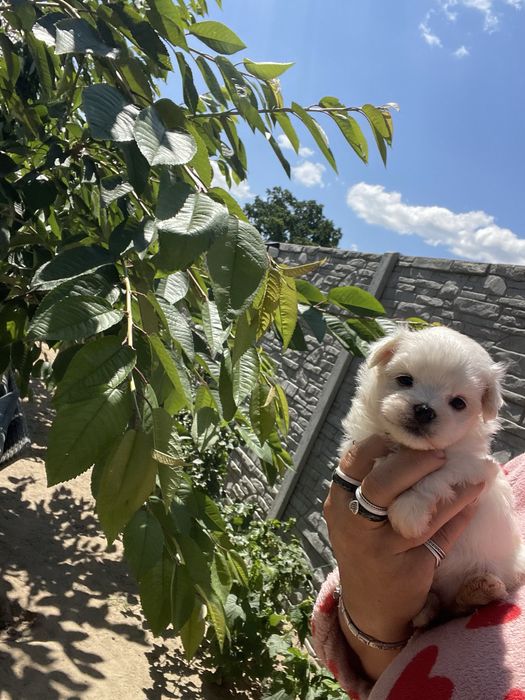 Maltańczyk  mini suczka odbiór od  05.styczen 2026