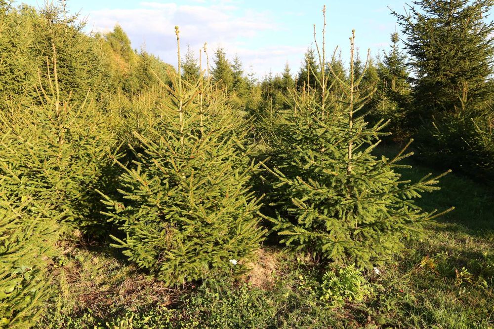 CHOINK świerka pospolitego