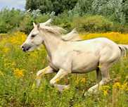 Gypsy cob nie tinker