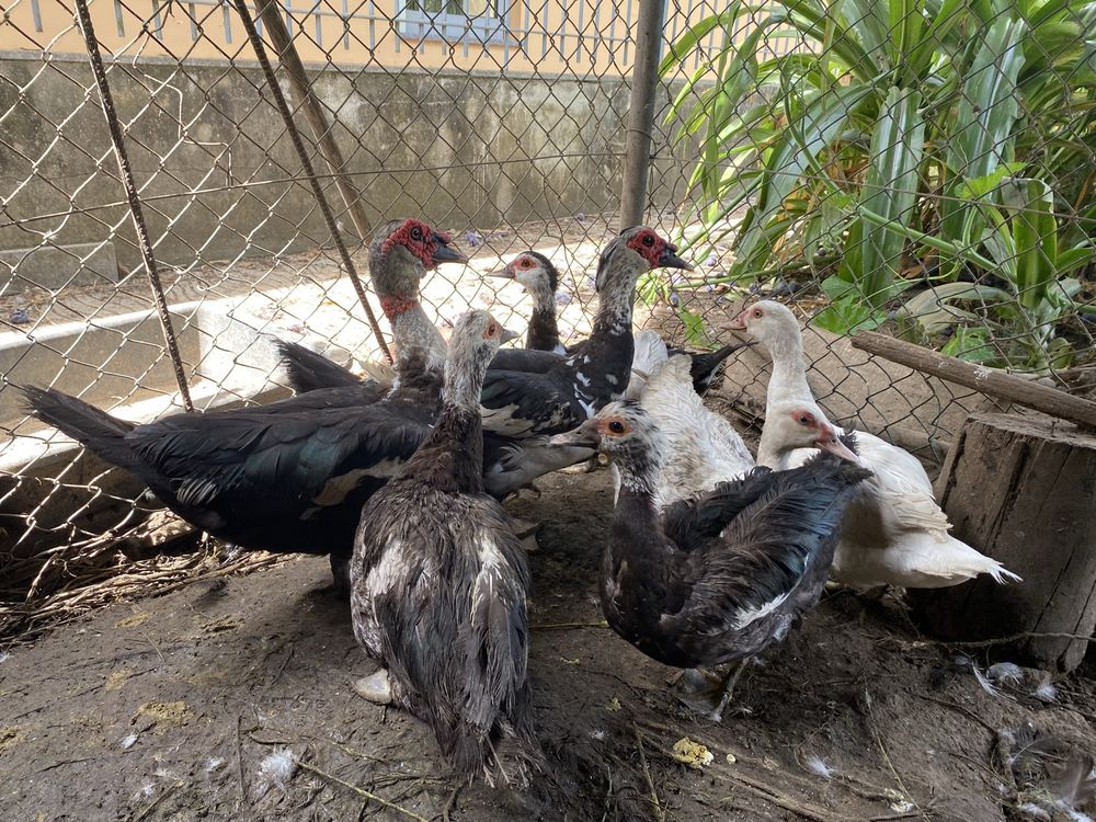 Ovos galados de Pato mudo