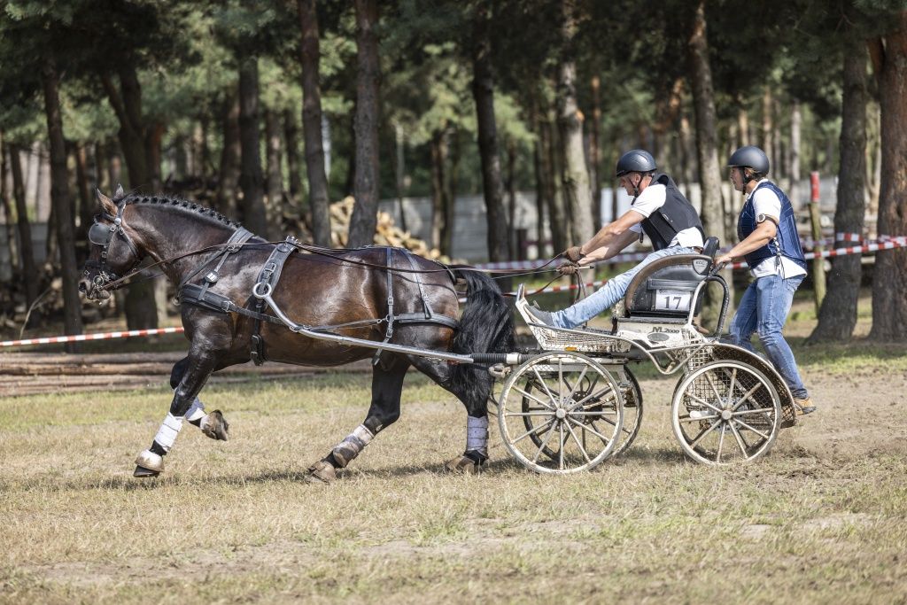 Ogier ślaski  programowy sprzedam 9 lat