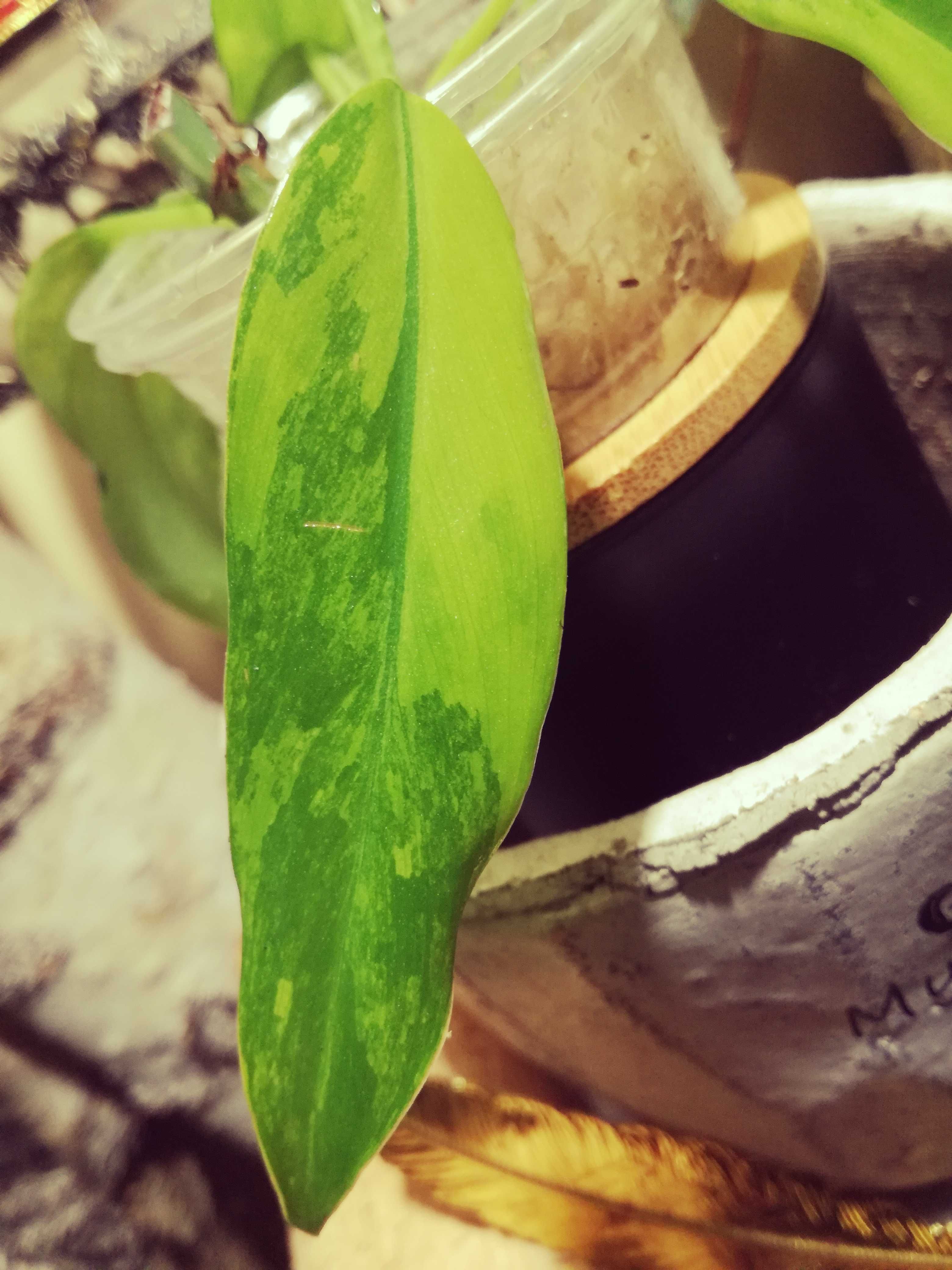 Philodendron Domesticum Variegata Siam Sunrise monstera filodendron