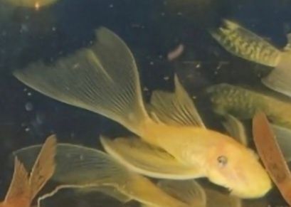 Ancistrus L144 lemon long fin Weloniasty Wysyłka