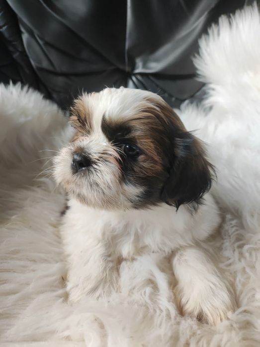 Szczeniak shih-tzu