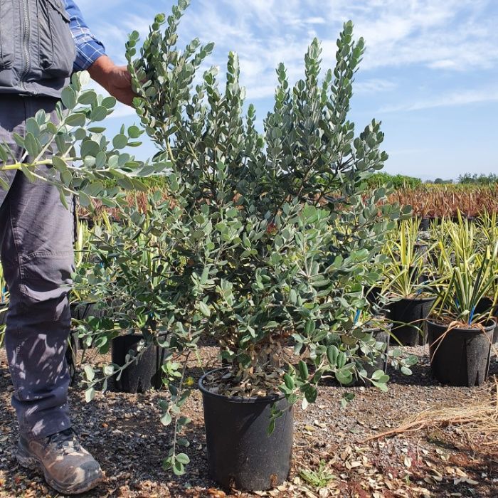 Metrosideros Excelsa 50/100/150/200cm