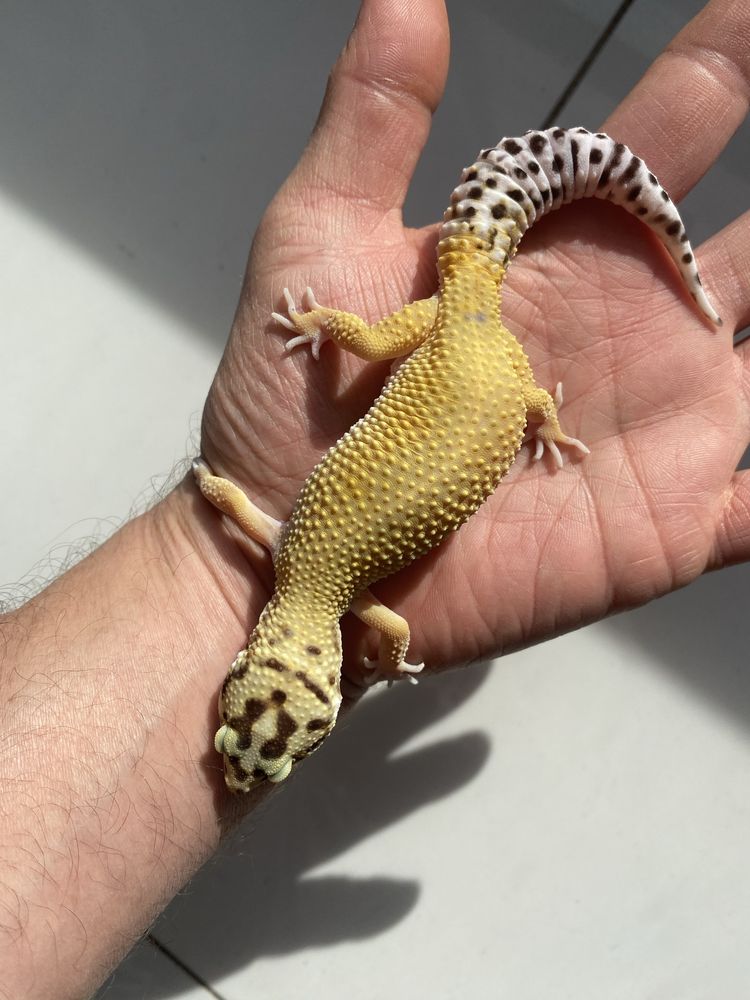 Gekon Lamparci Samiczka Tangerine het Tremper