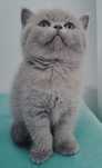 British Shorthair lilac Fêmea