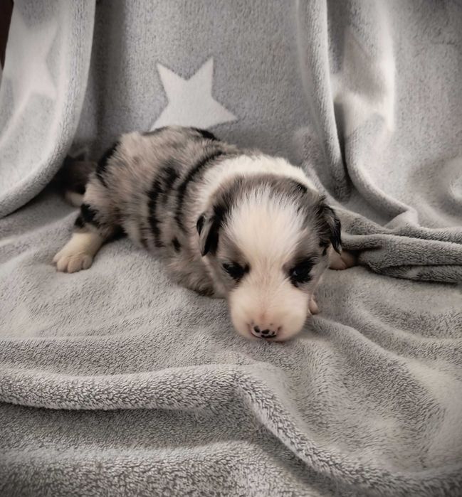 Piękny piesek Border Collie - Blue Merle, nr 8 - AZUL