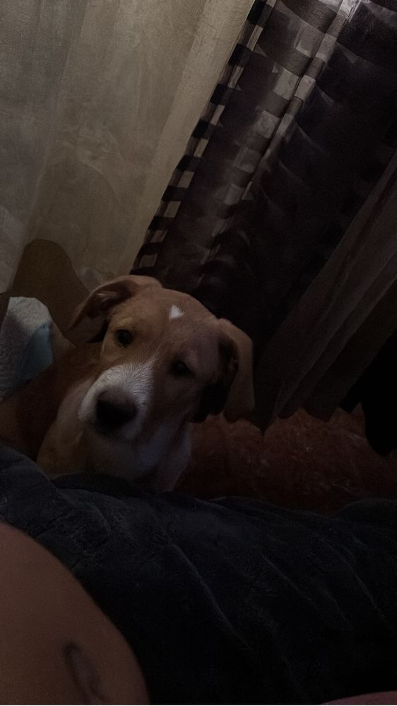 Cão para adoção com 3 meses