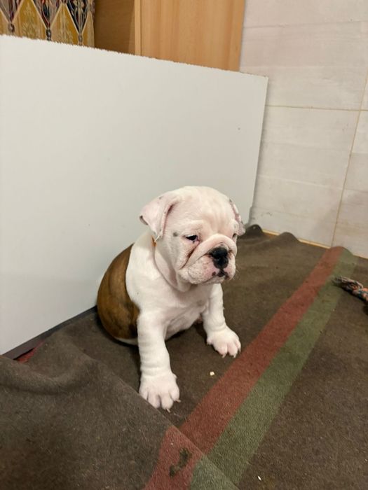 Femea Bulldog Ingles c/Lop