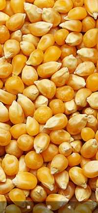 Зерно кукурудзи і пшениці