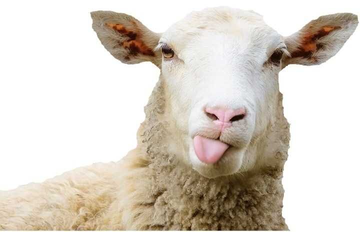 naturalne mleko   dla jagniat kozlat super wydajność