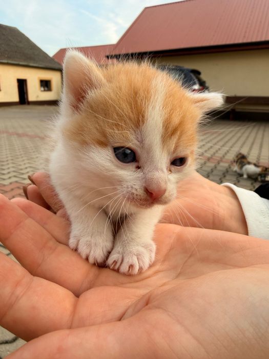 Oddam kotki w dobre ręce, za darmo