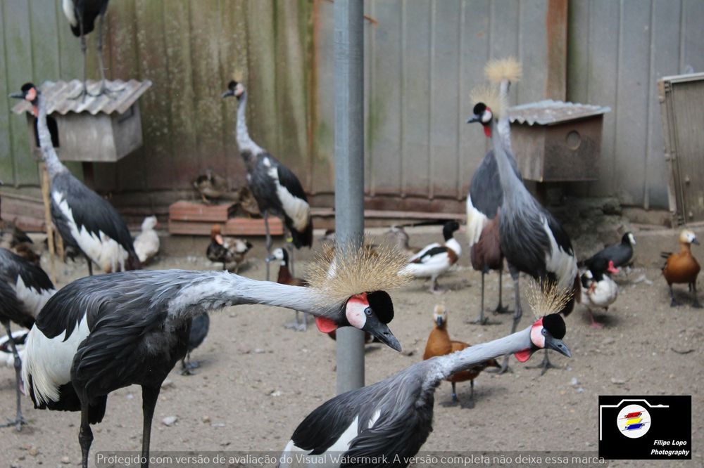 Casais de grous com muito bom porte,e nao consanguinados