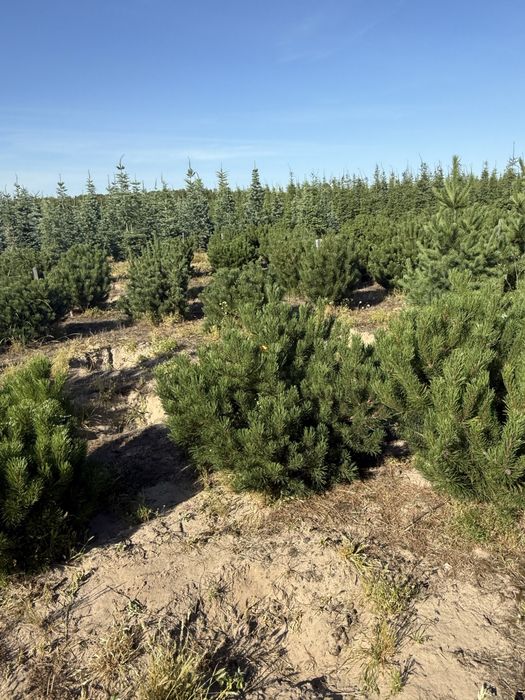 Sosna Kosodrzewina z bryłą z plantacji, o wysokości 1-1.5m Sadzenie