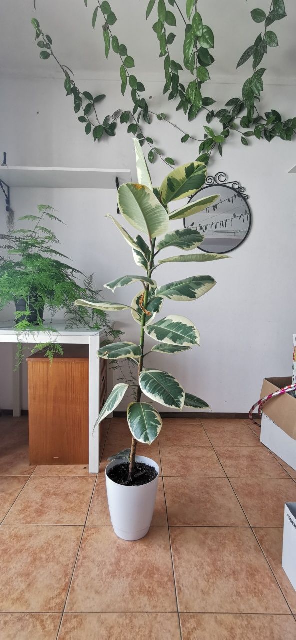 Várias plantas de interior e exterior