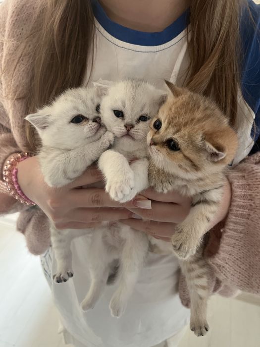 Кошенята сріблястої шиншили