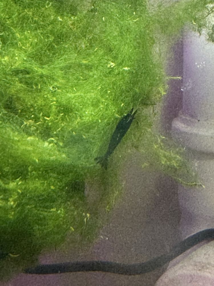 Krewetki Neocardina BLACK ROSE