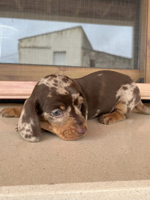 Teckel Choco Arlequim 2 meses