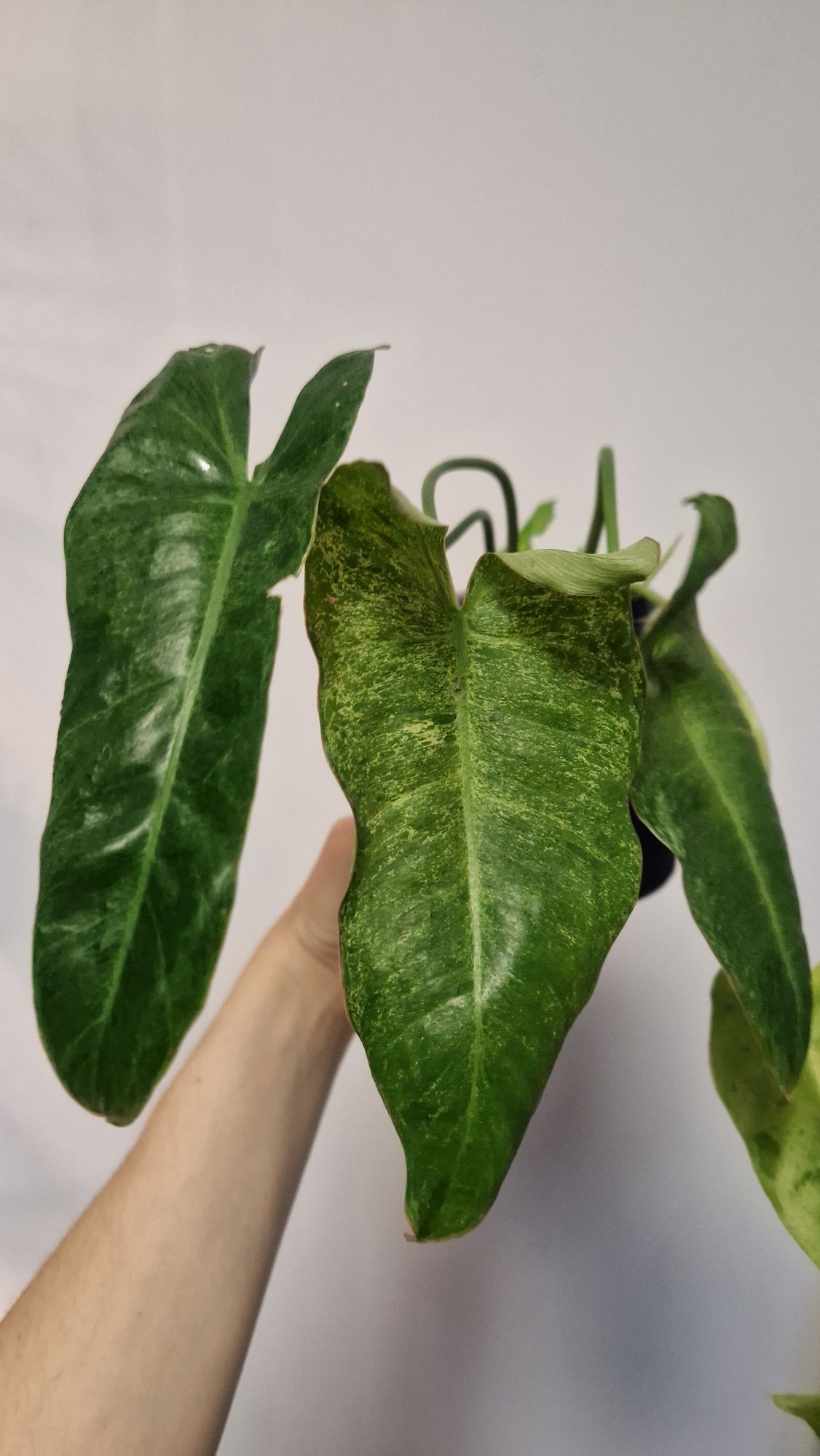 Philodendron Paraiso verde, Philodendron Pedatum i inne