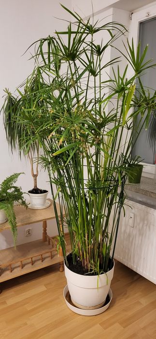 Kwiat, papirus. Cibora 1,9 m