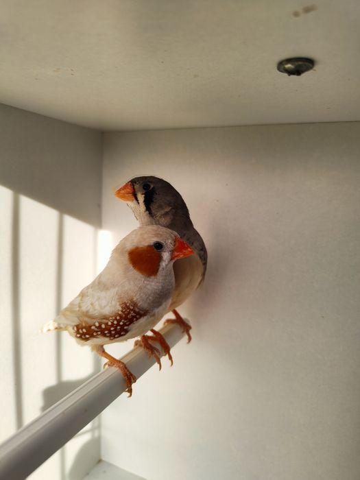 Zeberki papugi faliste tęczowe