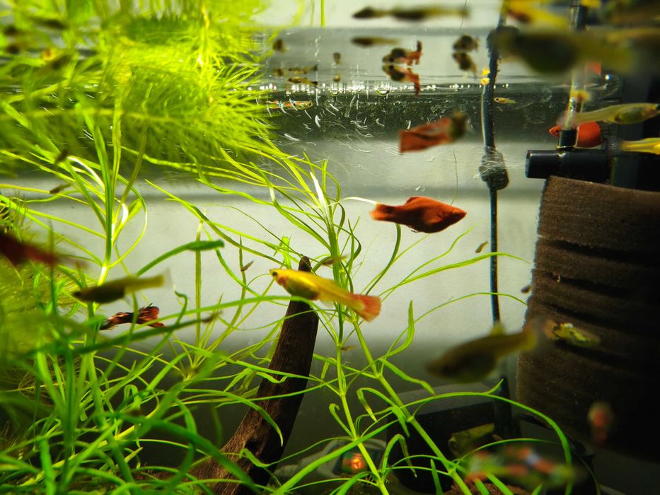 Gupiki Endlera, Pawie oczko