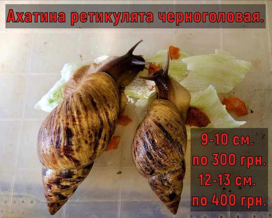 Улитки Ахатины от 50 гривен
