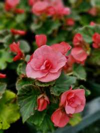 Begonia solenia, cottage