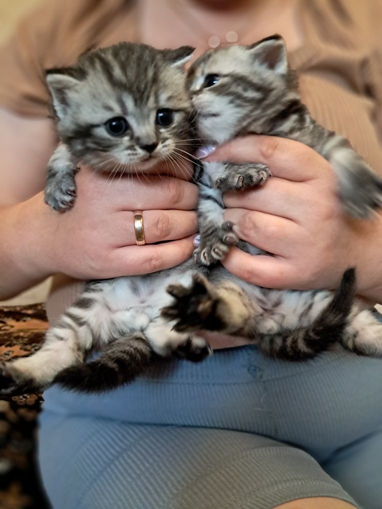 Кошенята Скотіш фолд та Скотіш Страйт