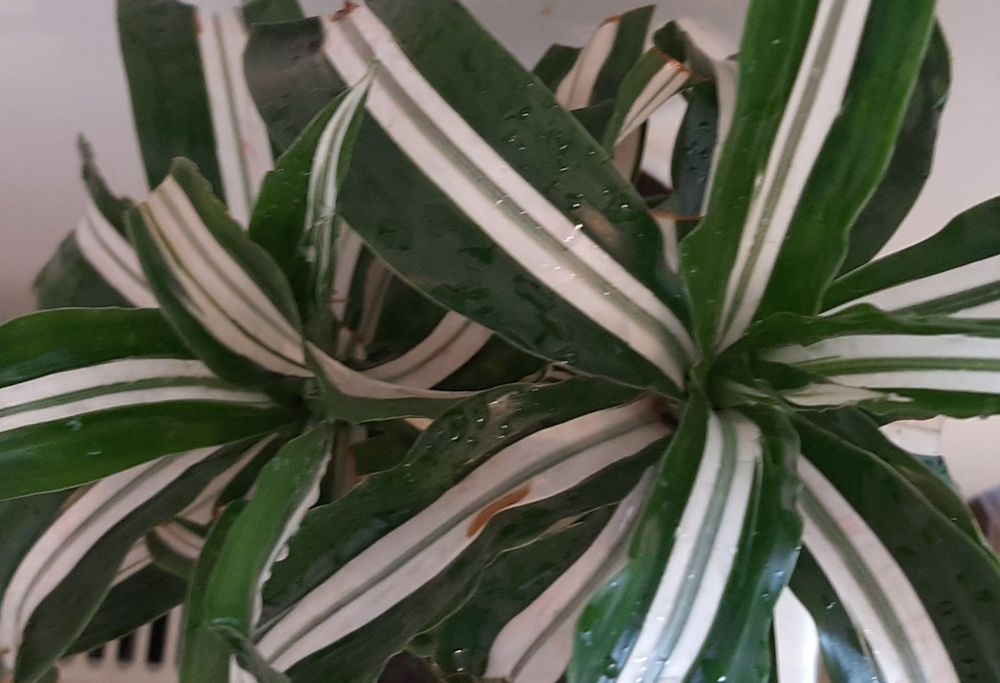 Кімнатні рослини